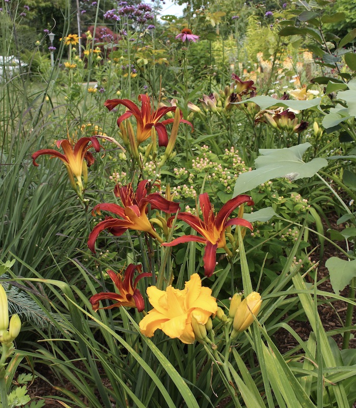 the daylily farm
