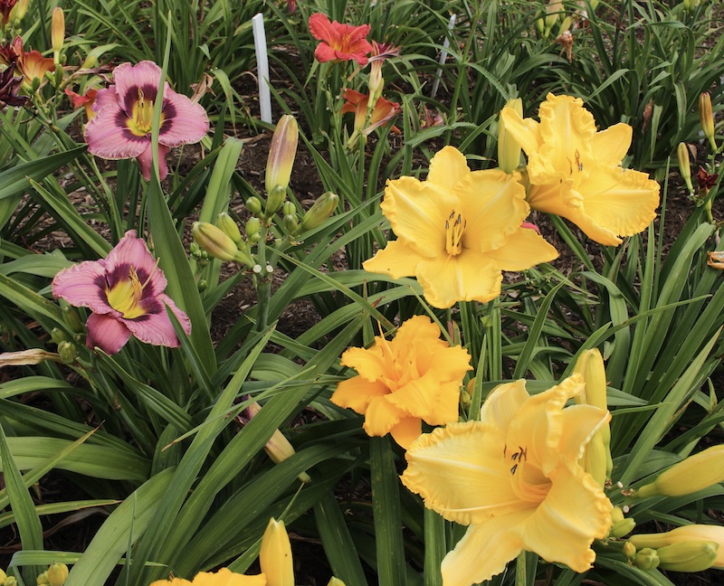 the daylily farm