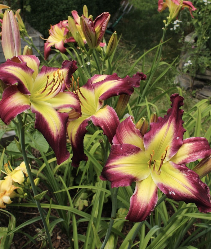 daylily seedlings