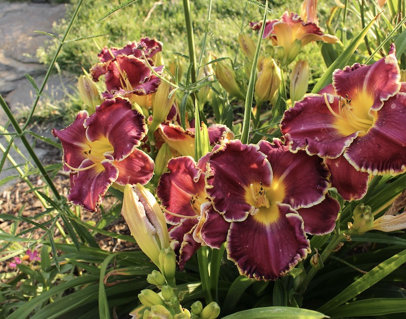 daylily cosmic struggle