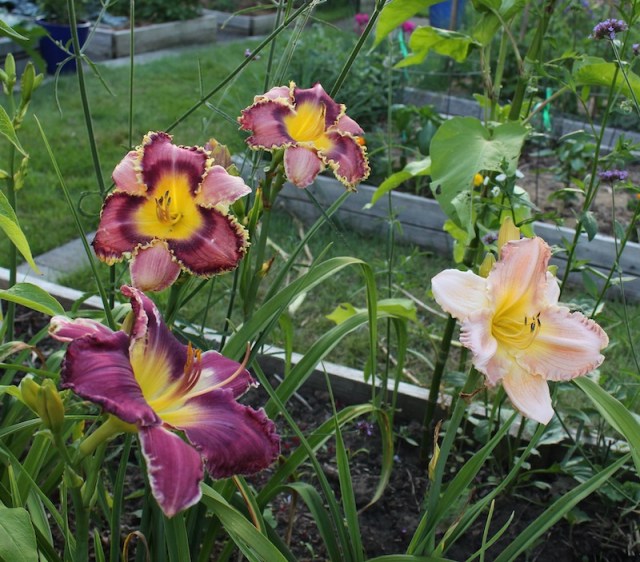 daylily seedlings