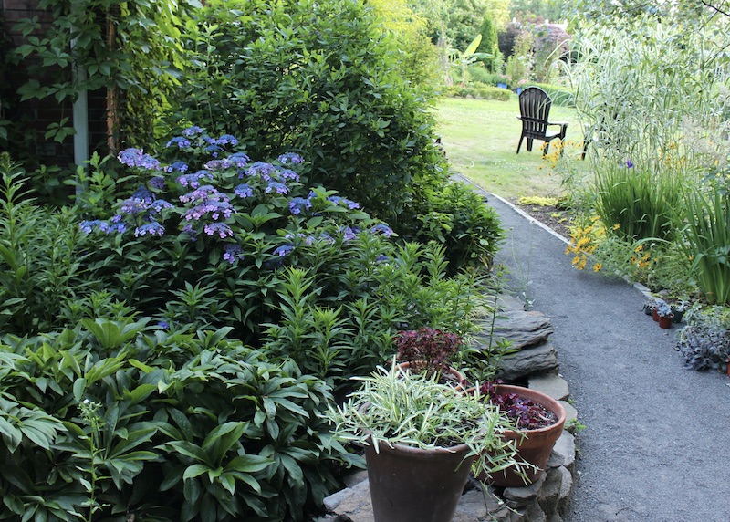 hydrangea tuff stuff
