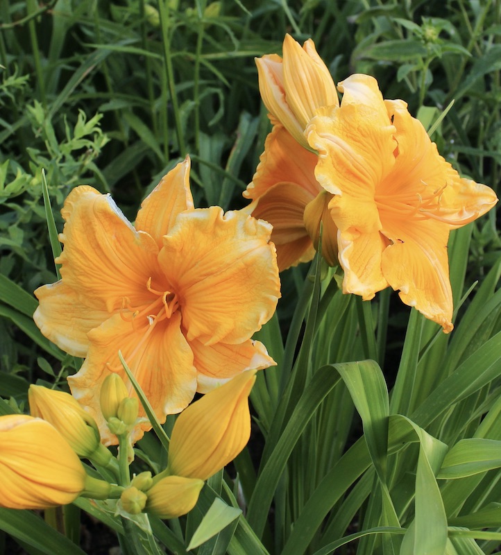 daylily brookside mystery date