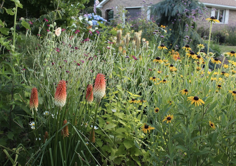 kniphofia high roller