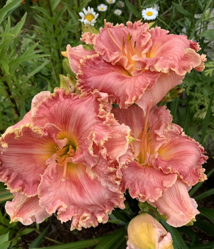 daylily brookside beauty hybrid