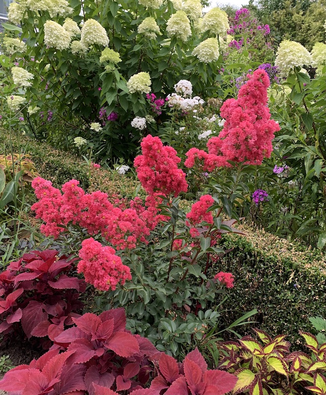 crape myrtle tuscarora