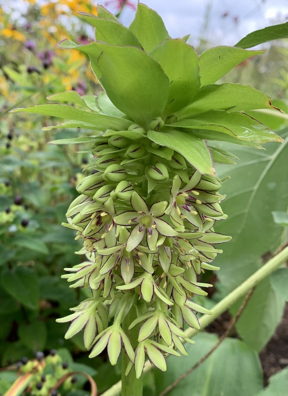 eucomis bicolor
