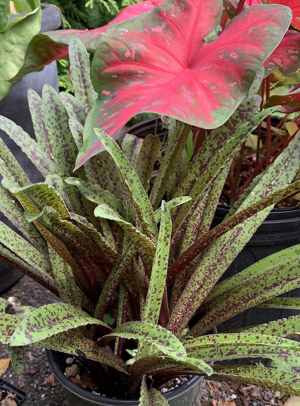 eucomis vandermerwei freckles