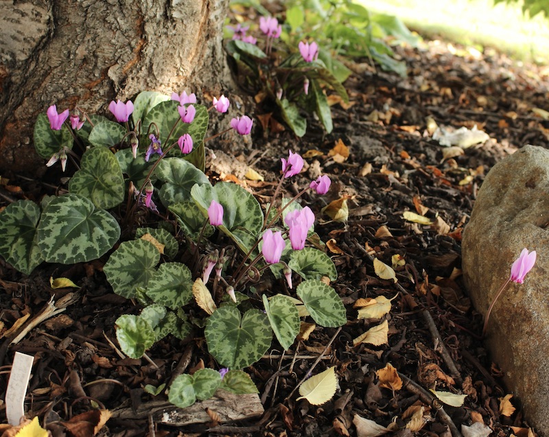 cyclamen purpurascens