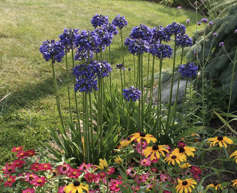 agapanthus blue yonder