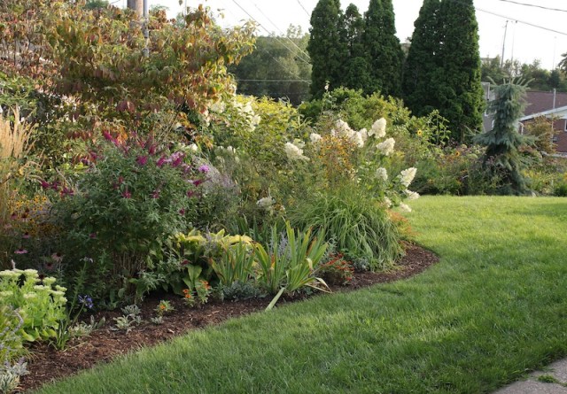 hydrangea paniculata