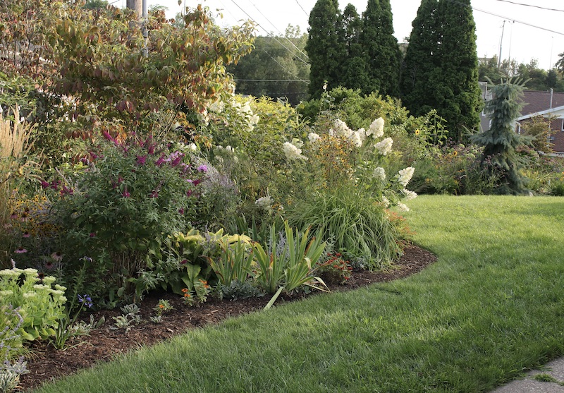 hydrangea paniculata