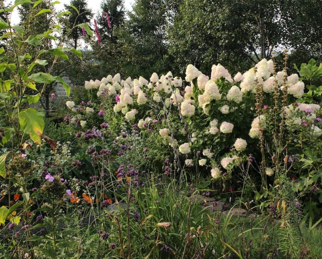 hydrangea paniculata