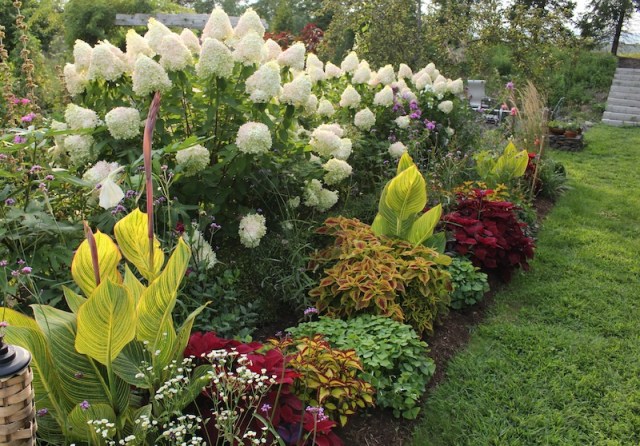 hydrangea paniculata