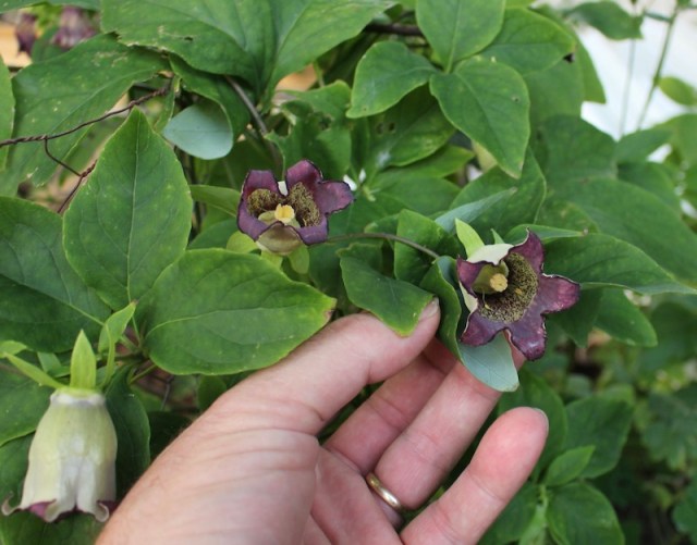 codonopsis lanceolata