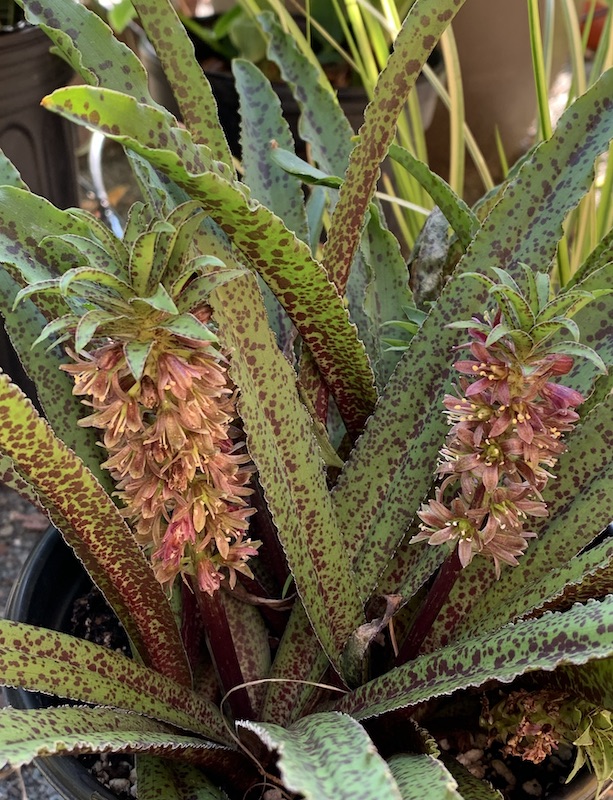 eucomis vandermerwei freckles