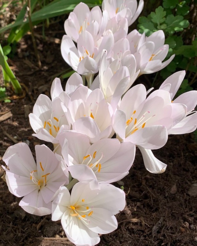 colchicum innocence