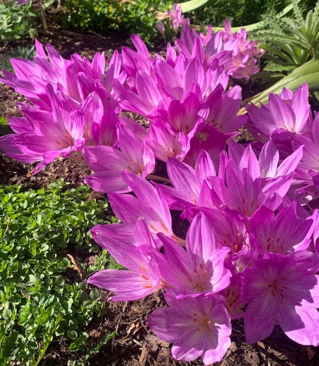 colchicum disraeli