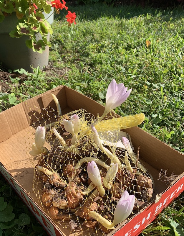 colchicum planting