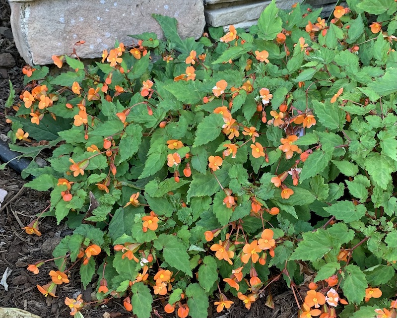 begonia sutherlandii