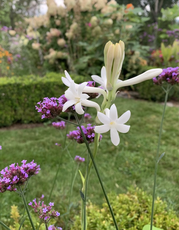 tuberose flower