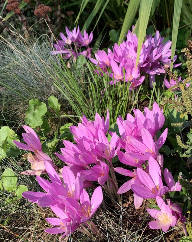 colchicum nancy Lindsay