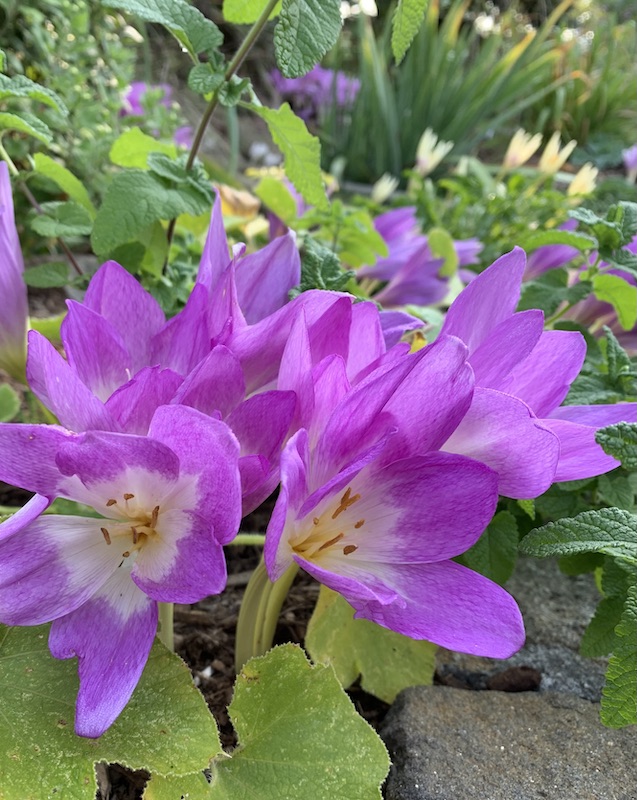 colchicum early rose