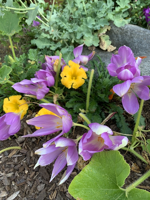 colchicum faberge's silver