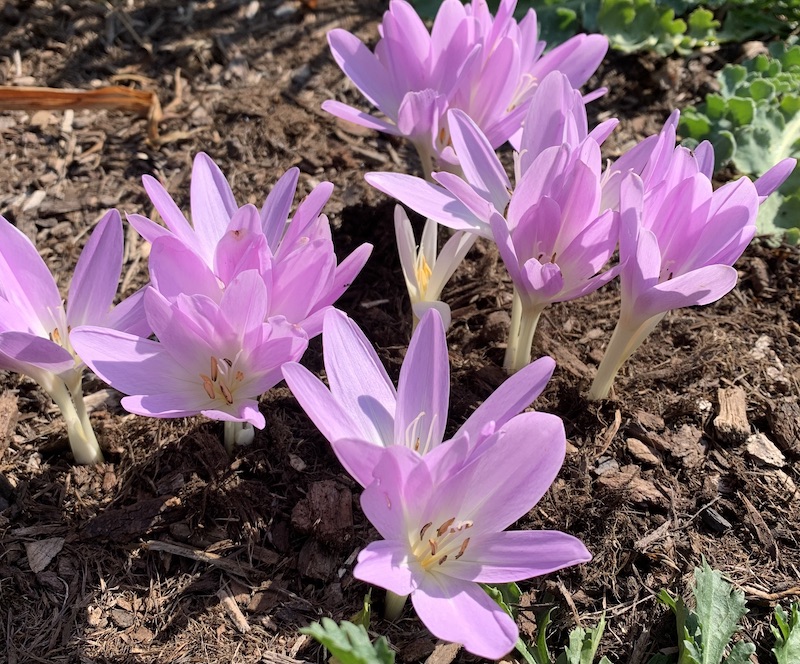 colchicum spartacus