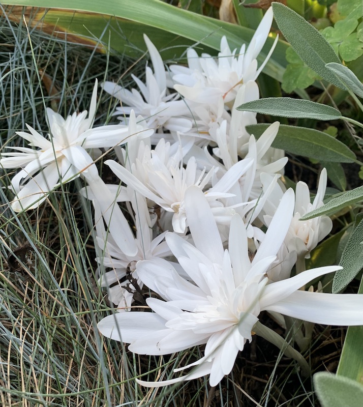 colchicum autumnale alboplenum