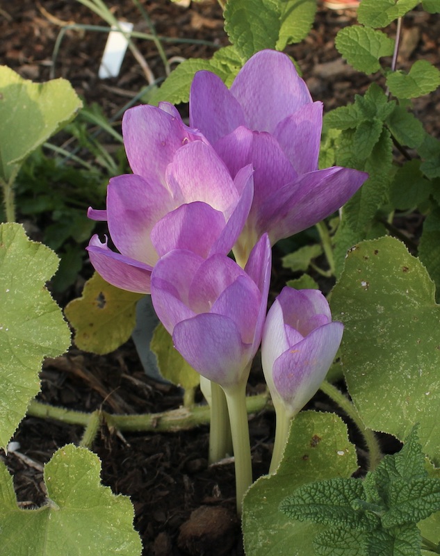 colchicum early rose