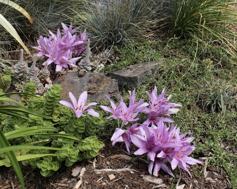colchicum x aggripinum