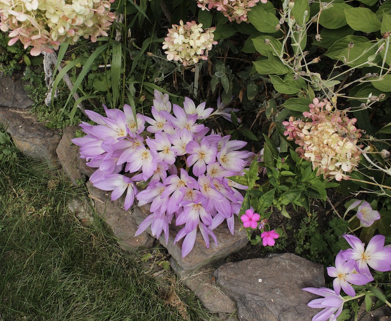 colchicum speciosum