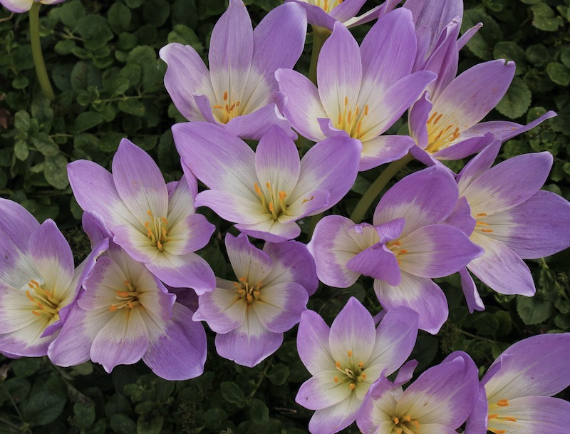 colchicum bornmuelleri