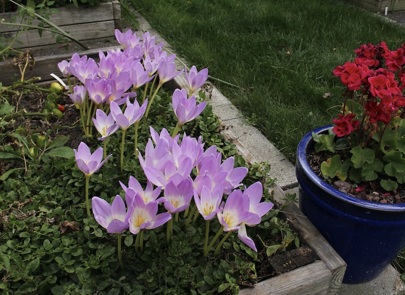 colchicum bornmuelleri