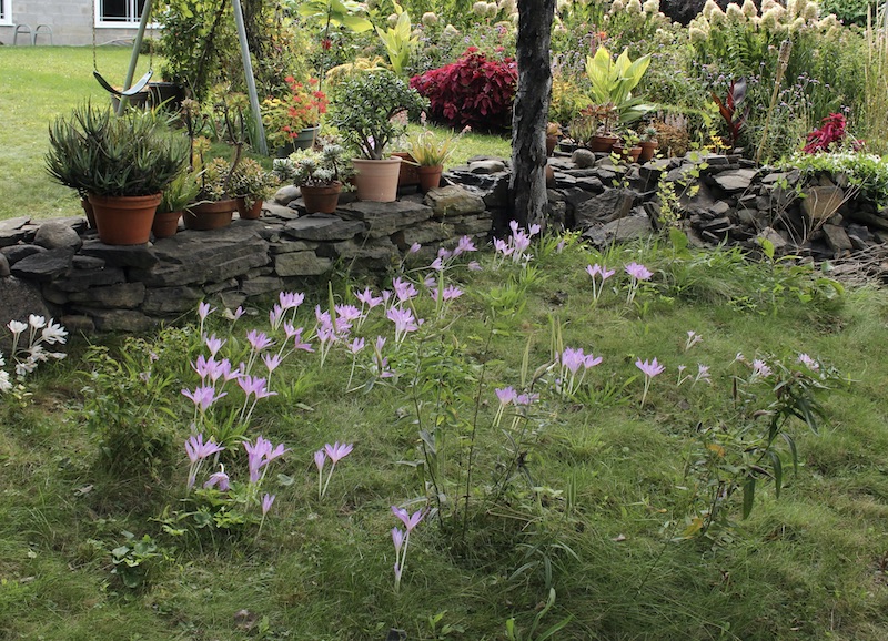 colchicum lilac wonder