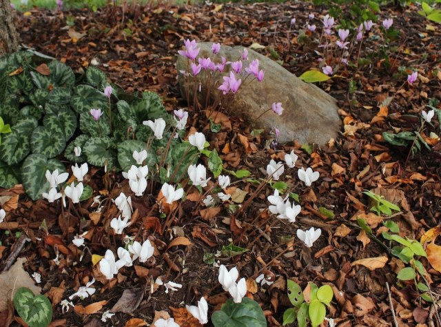hardy cyclamen hederifolium