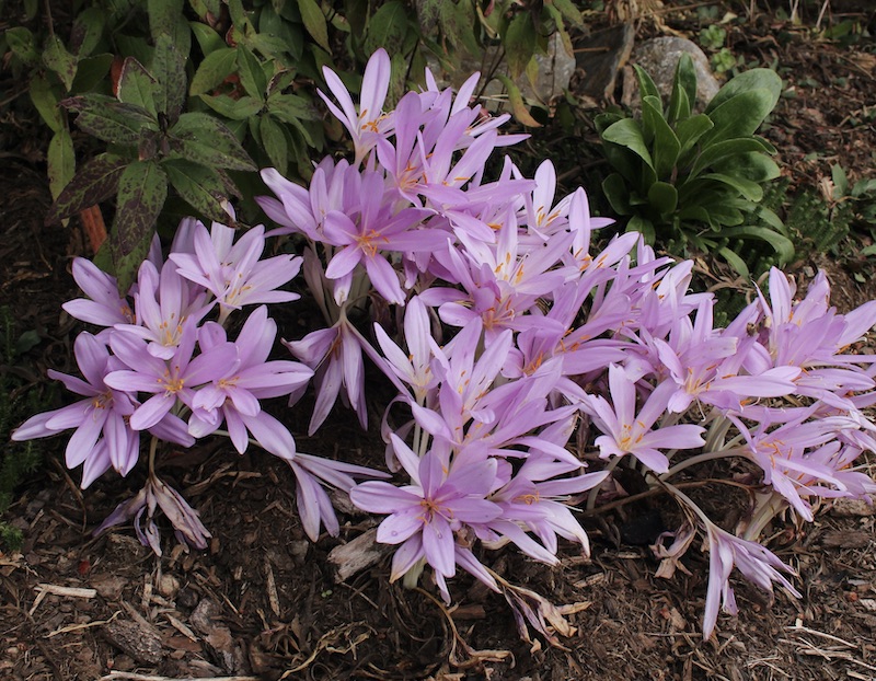 colchicum pink star