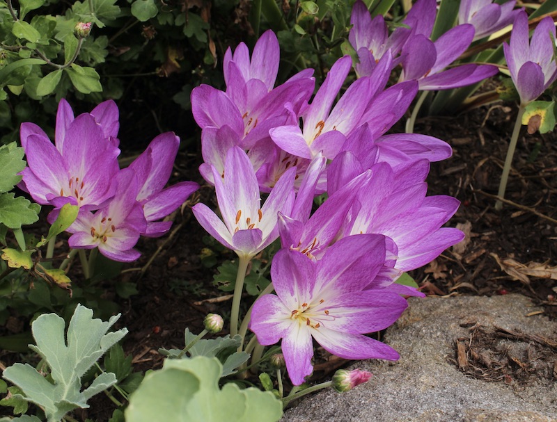 colchicum glory of heemstede