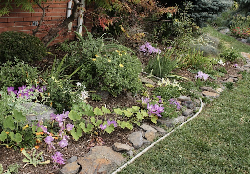 colchicum bed