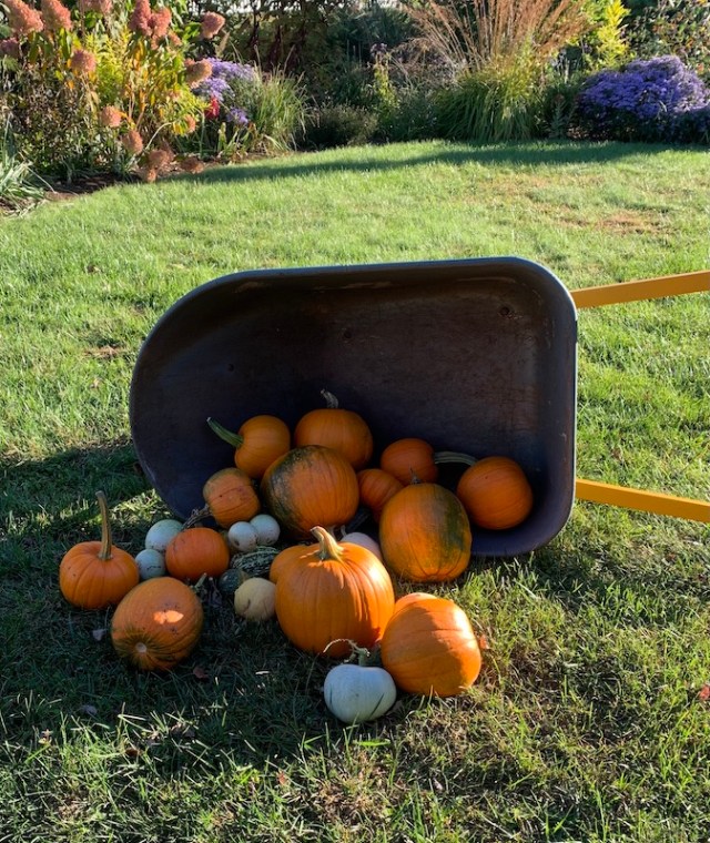 pumpkin patch harvest