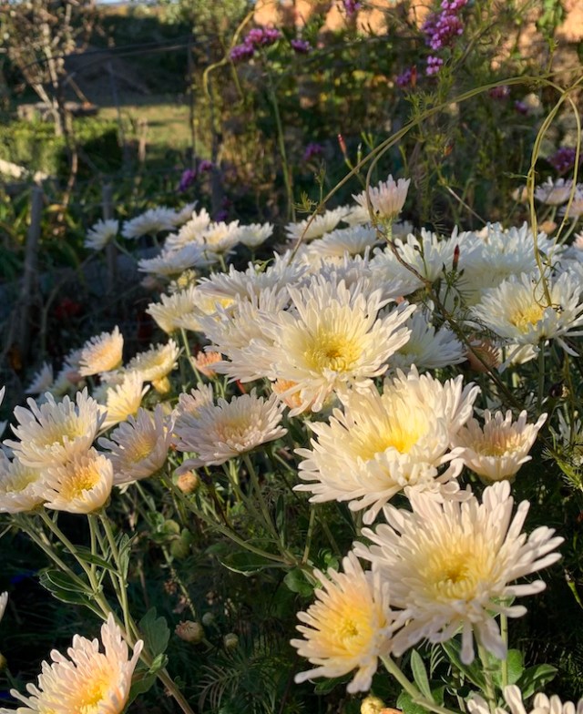 chrysanthemum seedling