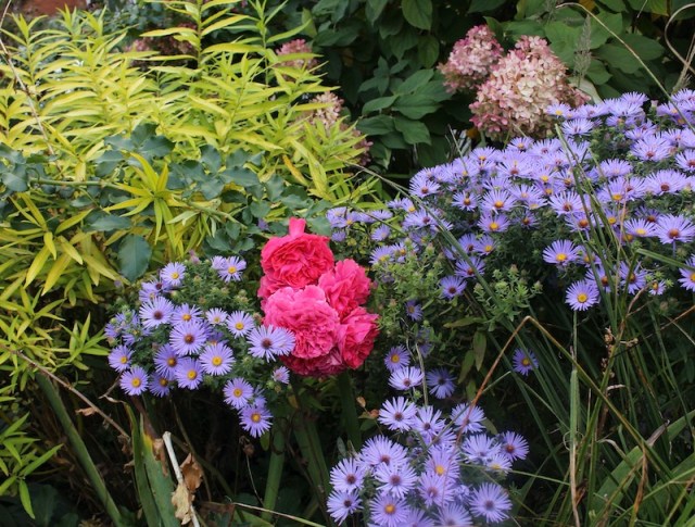 Rosarium Uetersen and raydons favorite