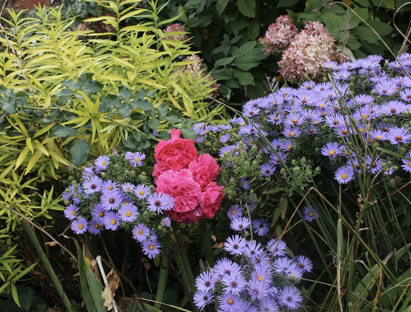 Rosarium Uetersen and raydons favorite