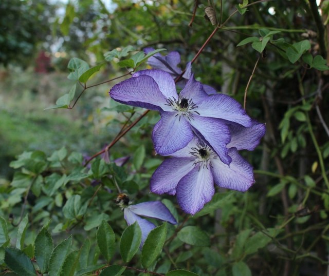clematis venosa violacea
