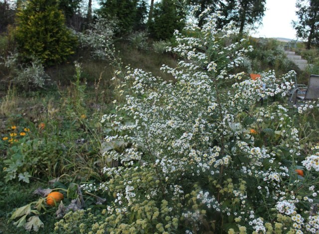 frost aster