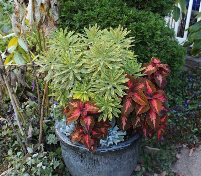 euphorbia ascot rainbow