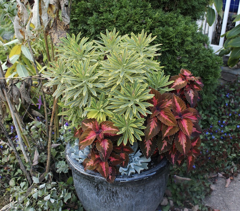 euphorbia ascot rainbow