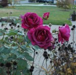 rose Brindabella Purple&nbsp;Prince