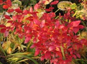 fall color blueberry